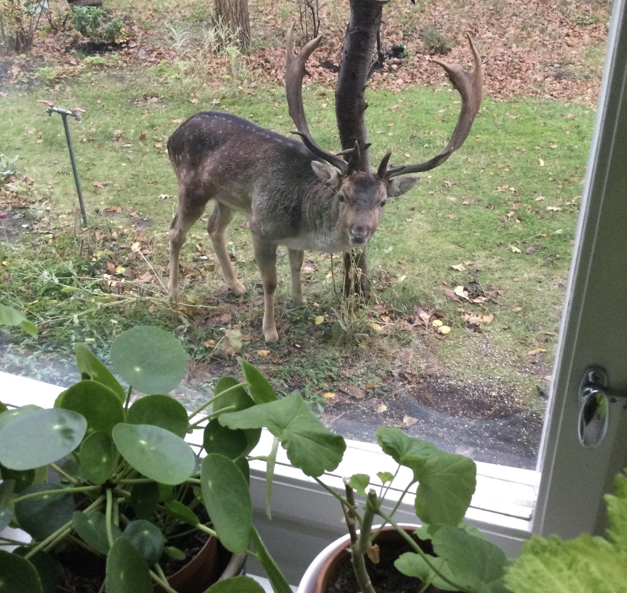 naturen kommer nära.jpg